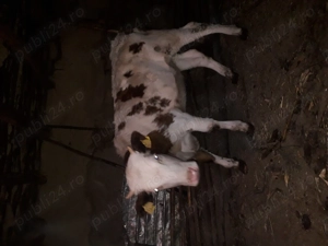 Vand vitica de 10 luni - imagine 3