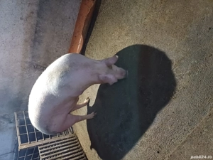 oferta de craciun porc !! - imagine 4