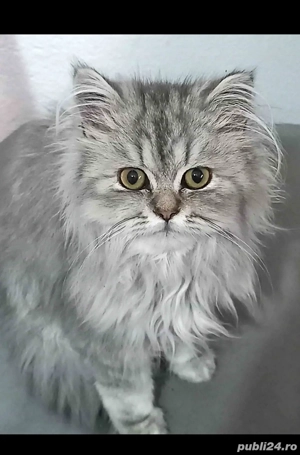 Motănel persan Silver Shaded