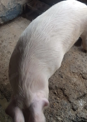 Porc de vanzare, Cociu, 15 lei kg! - imagine 2
