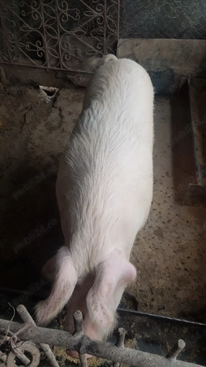 Porc de vanzare, Cociu, 15 lei kg!