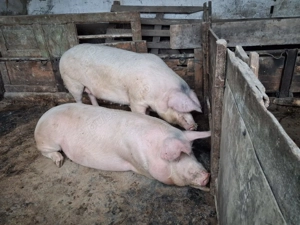Vand porci la 220-250kg si la 140-160kg
