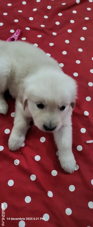 Golden retriever născuți 3 nov.