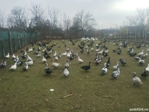 vand rate mute si gaste - imagine 5