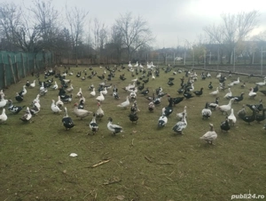 vand rate mute si gaste - imagine 3