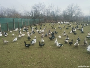 vand rate mute si gaste - imagine 4