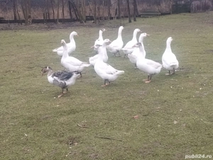 vand rate mute si gaste - imagine 2