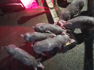 Purcei petrean 8 săptămâni  - imagine 2