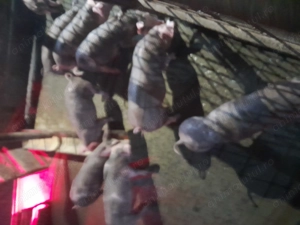 Purcei petrean 8 săptămâni  - imagine 3