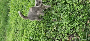 pisică scottish  - imagine 2