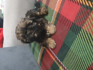 Vând pui shitzu  - Cluj - imagine 3