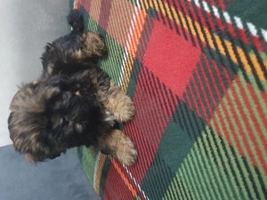 Vând pui shitzu  - Cluj - imagine 4