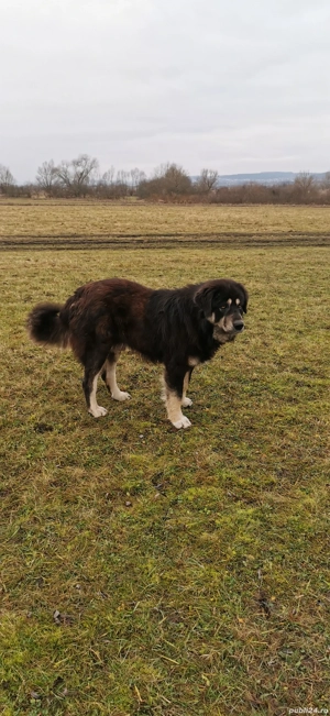 De vânzare sau schimb câini  - imagine 5