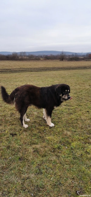 De vânzare sau schimb câini  - imagine 4