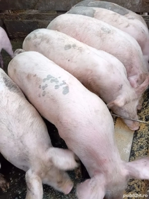 vand șoldani si o femela pentru sacrificat!  - imagine 3