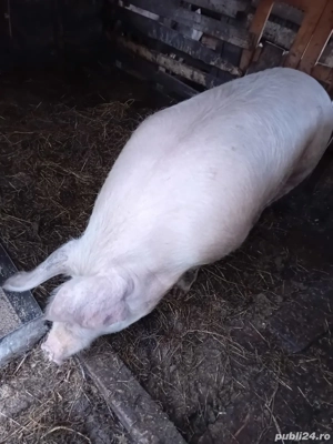 vand șoldani si o femela pentru sacrificat! 