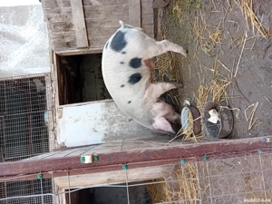 PORCI de vânzare!  Făcaeni  IALOMIȚA  - imagine 2