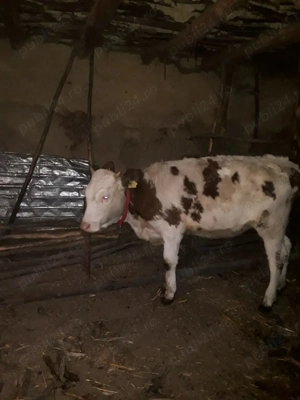 Vițică de vânzare 10 luni