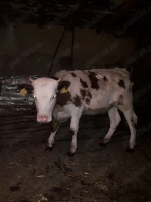 Vițică de vânzare 10 luni - imagine 2