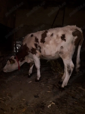 Vițică de vânzare 10 luni - imagine 3