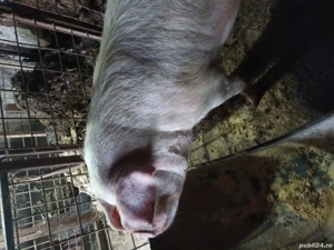  Vand scroafa gestanta de 2 luni pentru mai multe detali  sunat la nr de telefon  