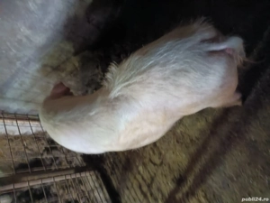  Vand scroafa gestanta de 2 luni pentru mai multe detali  sunat la nr de telefon   - imagine 2