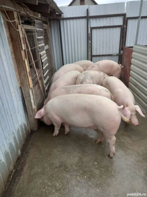vând 9 porci pentru sacrificare 130-170 kg - imagine 2