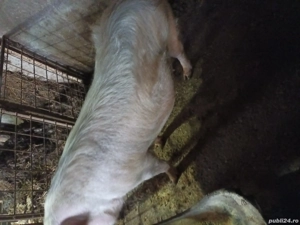  Vand scroafa gestanta de 2 luni pentru mai multe detali  sunat la nr de telefon   - imagine 3