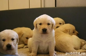 Golden Retriever baietel si fetita