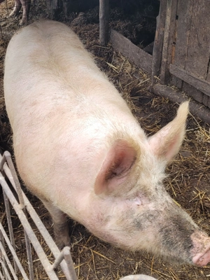 Vand porc 180 - 200 kg - imagine 4