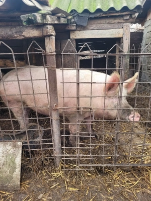 Vand porc 180 - 200 kg - imagine 3