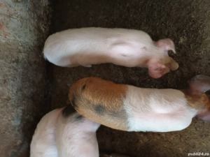 Vănd 4 godinas sunt gata de plecare pentru mai multe detali sunați la nr de telefon  