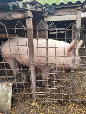 Vand porc 180 - 200 kg - imagine 2