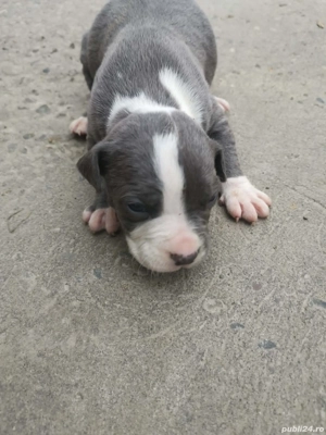 amstaff  pui - imagine 2