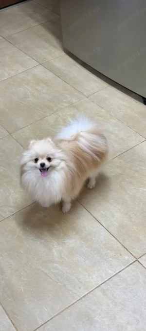 Pui Pomeranian  - CANISA