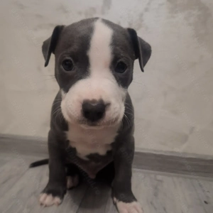 Pui Amstaff de vanzare