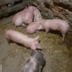 Vând purcei duroc și metiși de duroc cu petrean - imagine 2