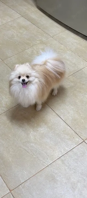 Pui Pomeranian  - CANISA - imagine 2