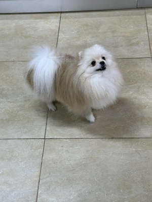 Pui Pomeranian  - CANISA - imagine 4