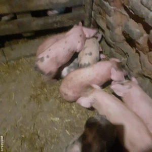 Vând purcei duroc și metiși de duroc cu petrean - imagine 3
