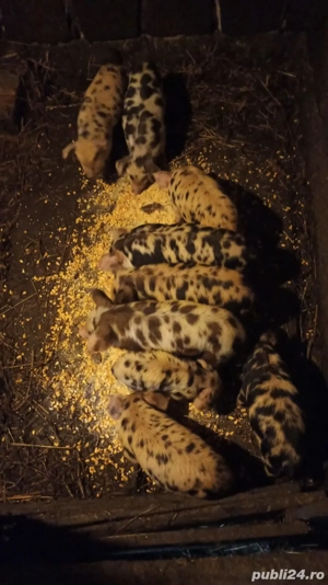 Vând purcei  - imagine 3