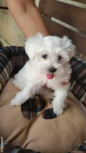 Bichon Pasaport Bishon Maltez Bison  - imagine 4