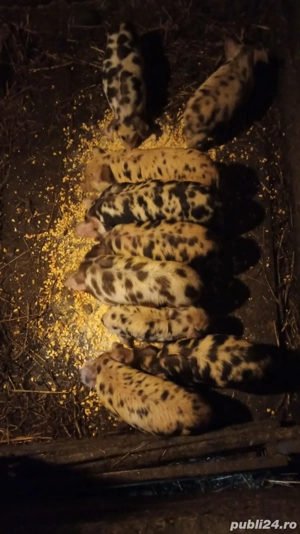 Vând purcei  - imagine 2