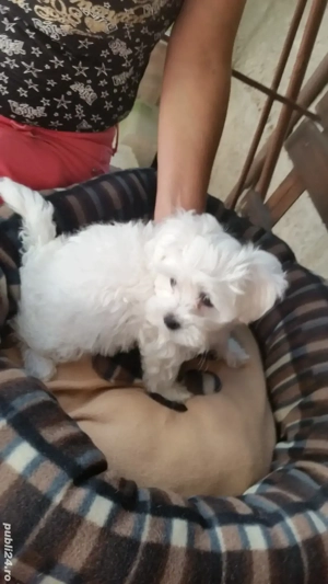 Bichon Pasaport Bishon Maltez Bison  - imagine 3