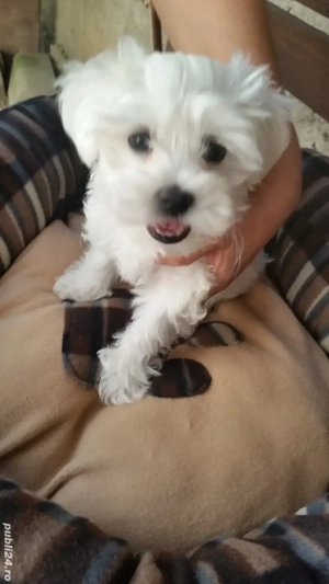 Bichon Pasaport Bishon Maltez Bison  - imagine 5