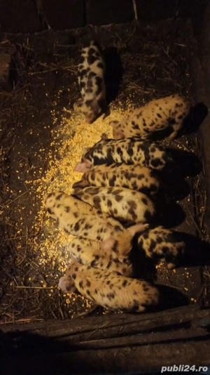 Vând purcei  - imagine 4