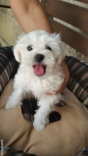 Carel Bichon Pasaport Bishon Maltez Bison - imagine 5