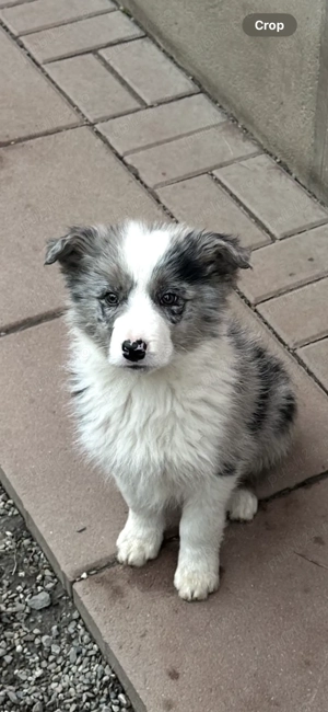 Pui Border Collie Blue Merle cu pedigree - imagine 2