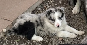 Pui Border Collie Blue Merle cu pedigree