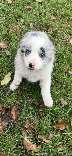 Pui Border Collie Blue Merle cu pedigree - imagine 3